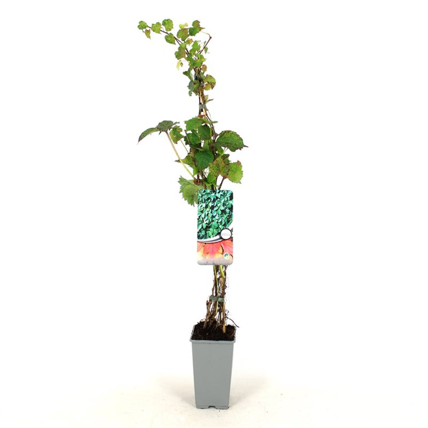 Parthenocissus tr. 'Veitch.Robusta' - C2 80-100 CM Stick